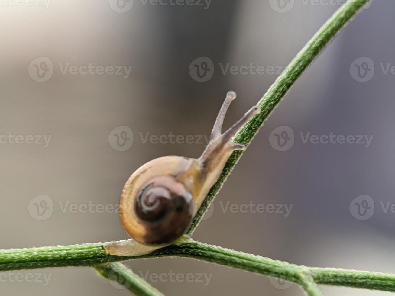 Snail on flowers twig, in the morning with white background, macro photography, extreme close up photo