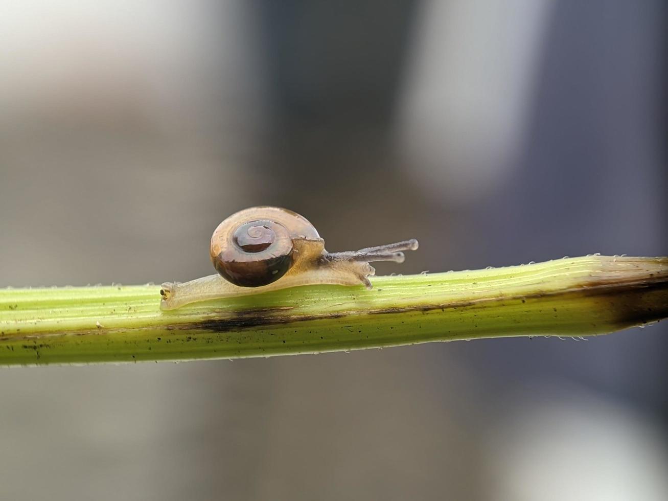 Snail on flowers twig, in the morning with white background, macro photography, extreme close up photo