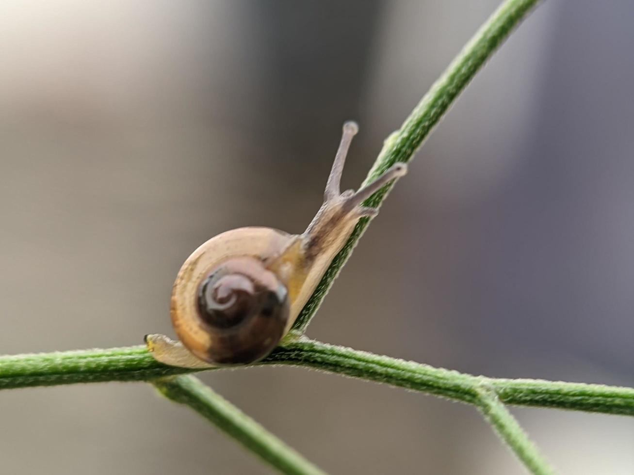 Snail on flowers twig, in the morning with white background, macro photography, extreme close up photo