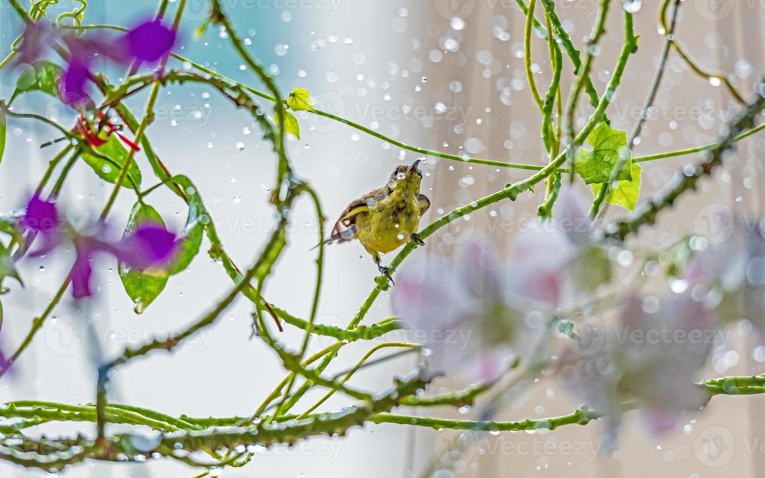 Olive backed sunbird, Yellow bellied sunbird in the garden photo