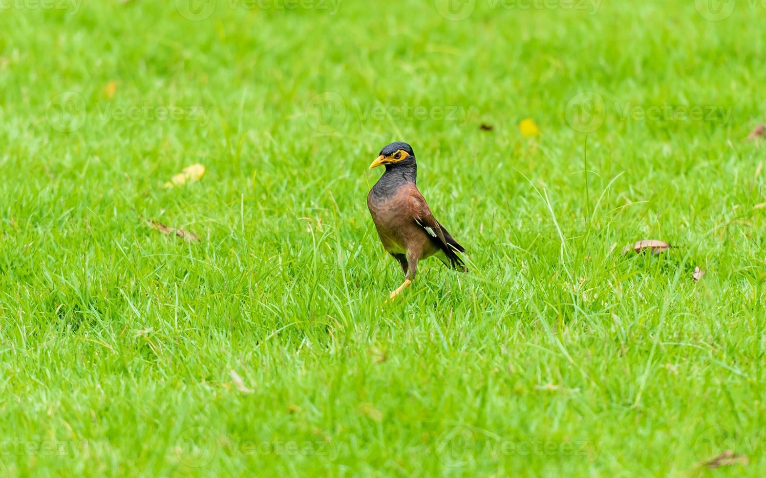 Common Myna walking on the field photo