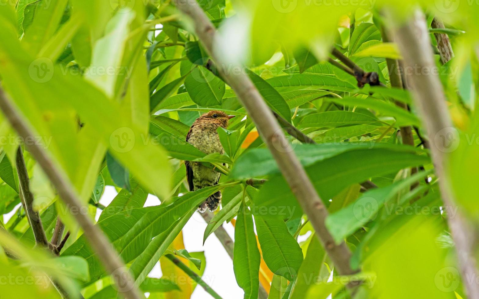 Plaintive Cuckoo perched on tree green leaf background photo