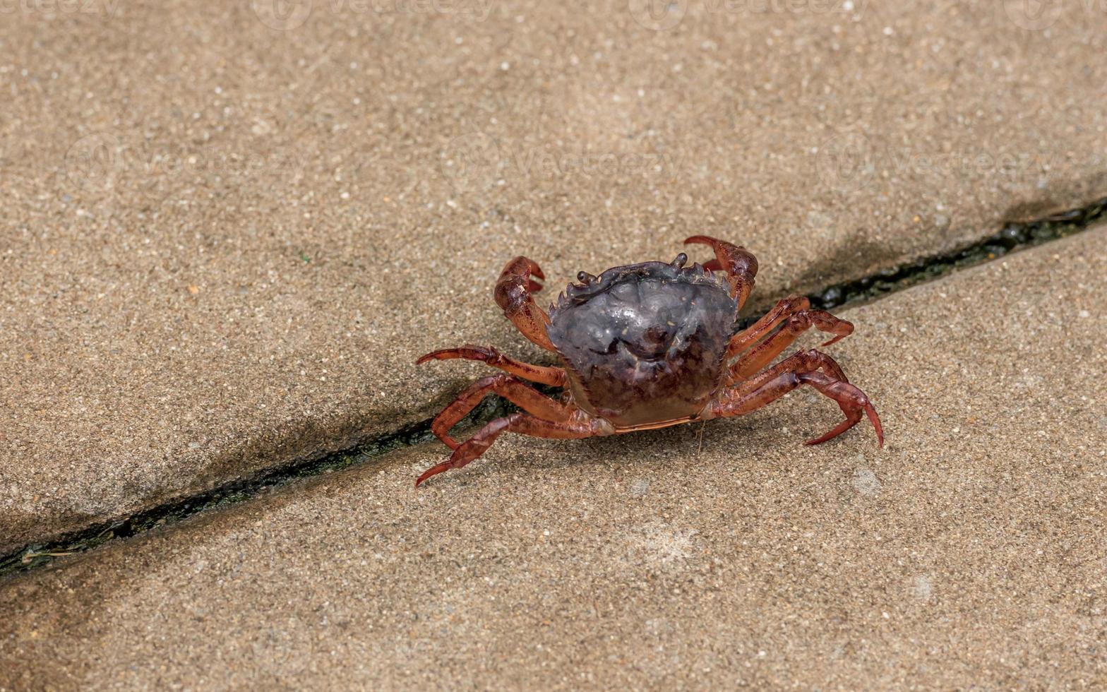 crab walking in the garden photo