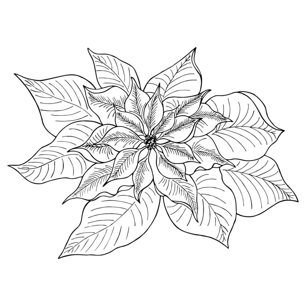 boceto dibujado a mano de hojas de poinsettia. vector