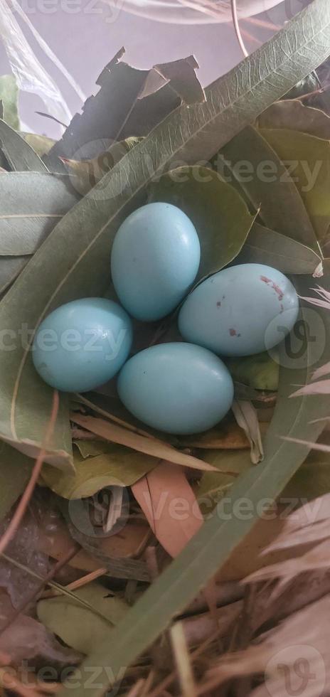 un nido de petirrojos con cuatro hermosos huevos de petirrojos azules brillantes. foto