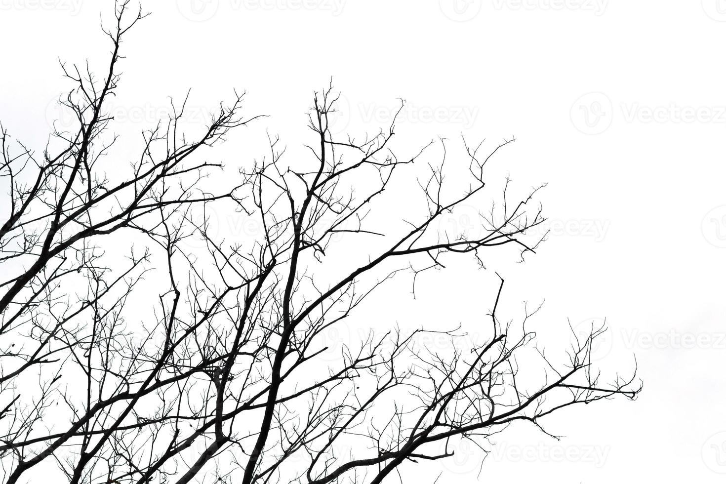 die tree branch isolated on white background photo