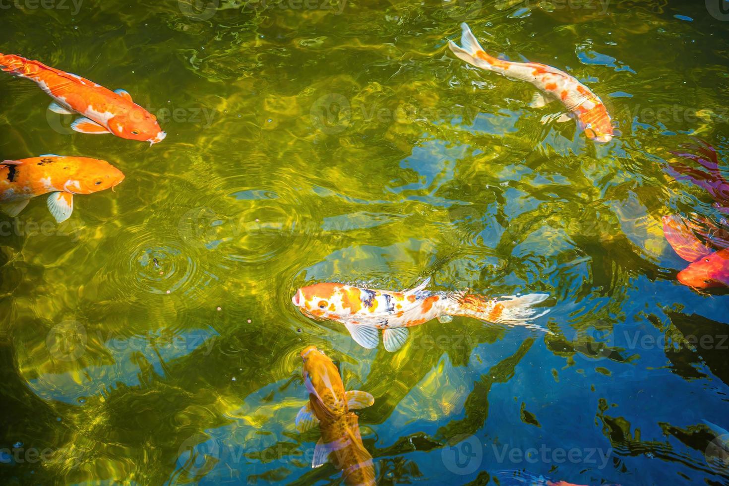 Koi fish swim artificial ponds with a beautiful background in the clear pond. Colorful decorative fish float in an artificial pond, view from above photo