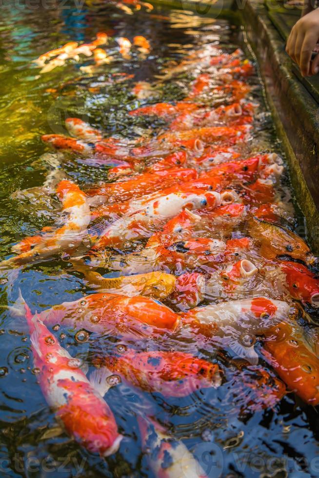 los peces koi nadan en estanques artificiales con un hermoso fondo en el estanque transparente. coloridos peces decorativos flotan en un estanque artificial, vista desde arriba foto