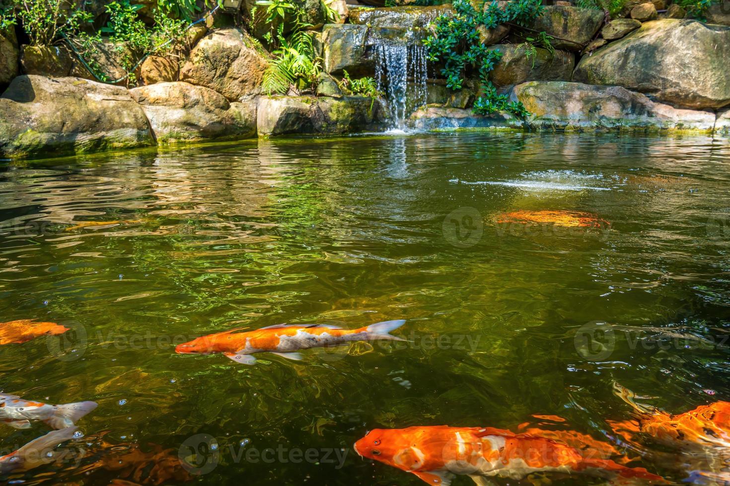 Japanese garden waterfalls. Lush green tropical Koi pond with waterfall from each side. A lush green garden with waterfall cascading down the rocky stones. Zen and peaceful background. photo