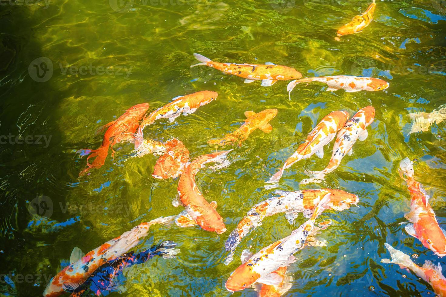 los peces koi nadan en estanques artificiales con un hermoso fondo en el estanque claro. coloridos peces decorativos flotan en un estanque artificial, vista desde arriba foto