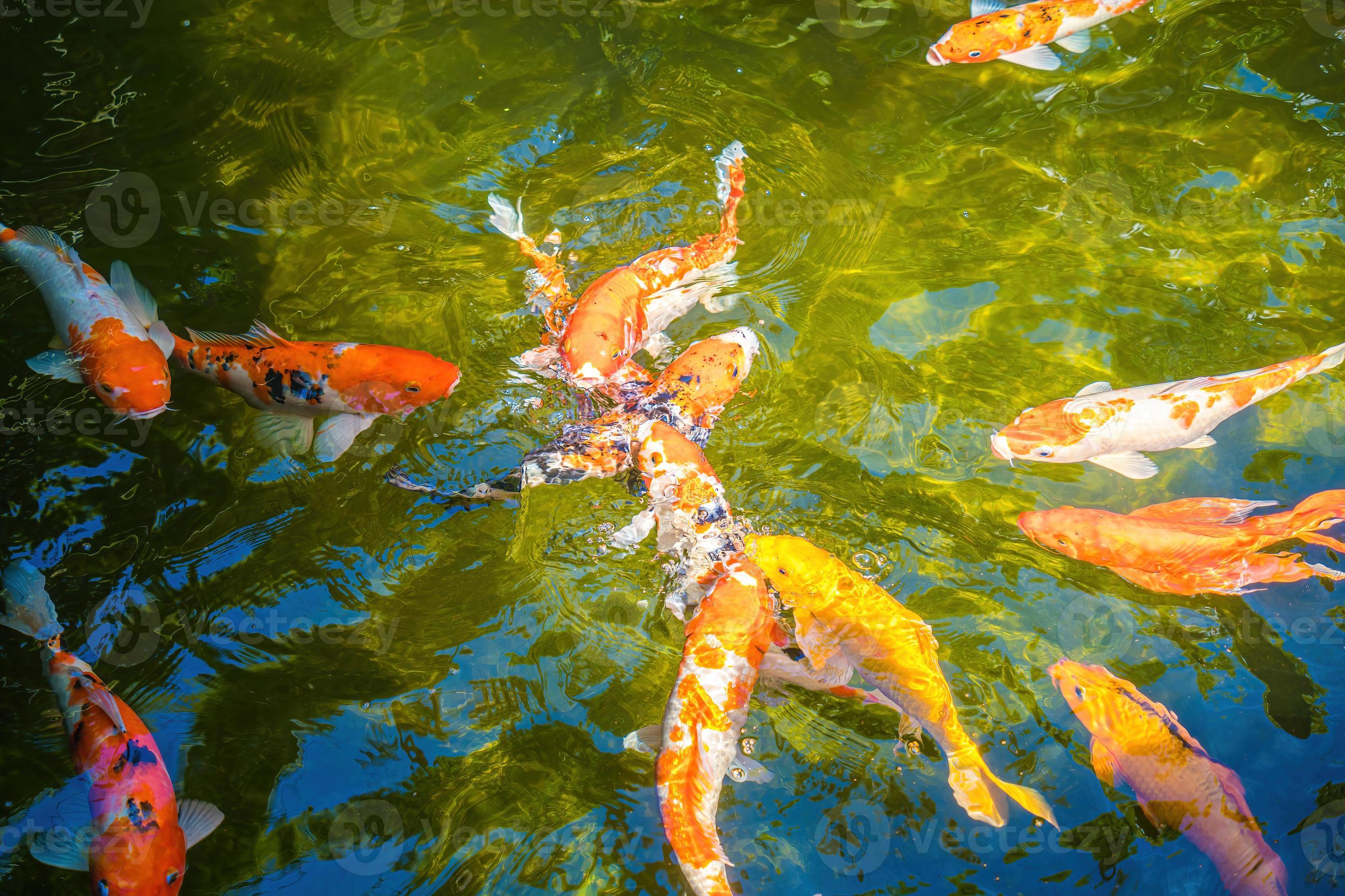 Koi fish swim artificial ponds with a beautiful background in the clear
