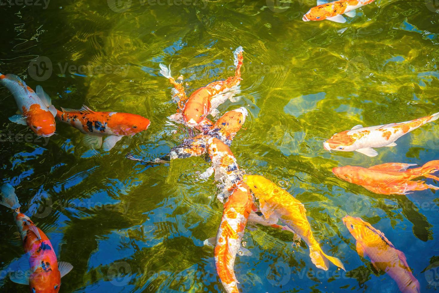 Koi fish swim artificial ponds with a beautiful background in the clear pond. Colorful decorative fish float in an artificial pond, view from above photo