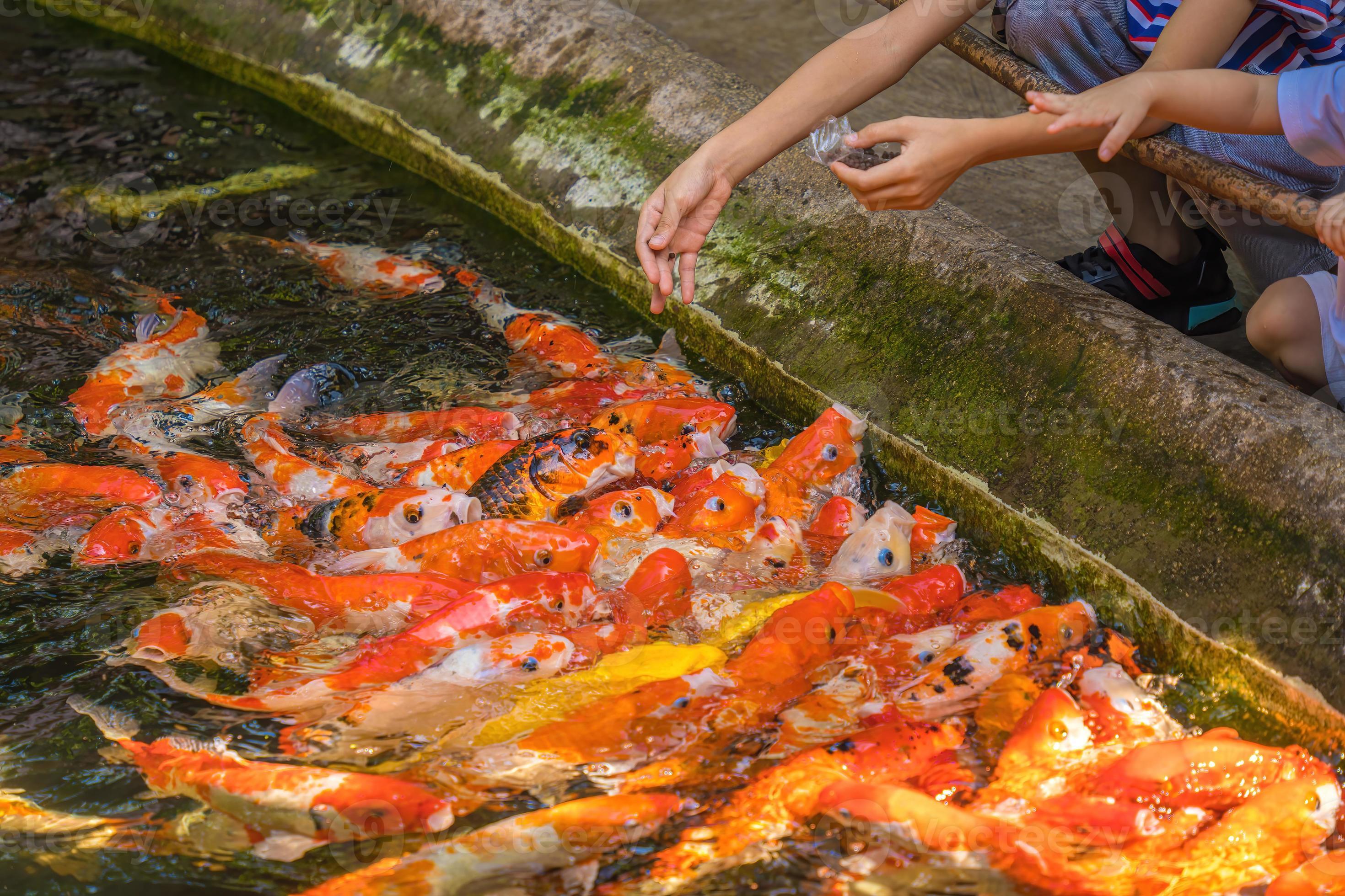 Koi fish swim artificial ponds with a beautiful background in the clear