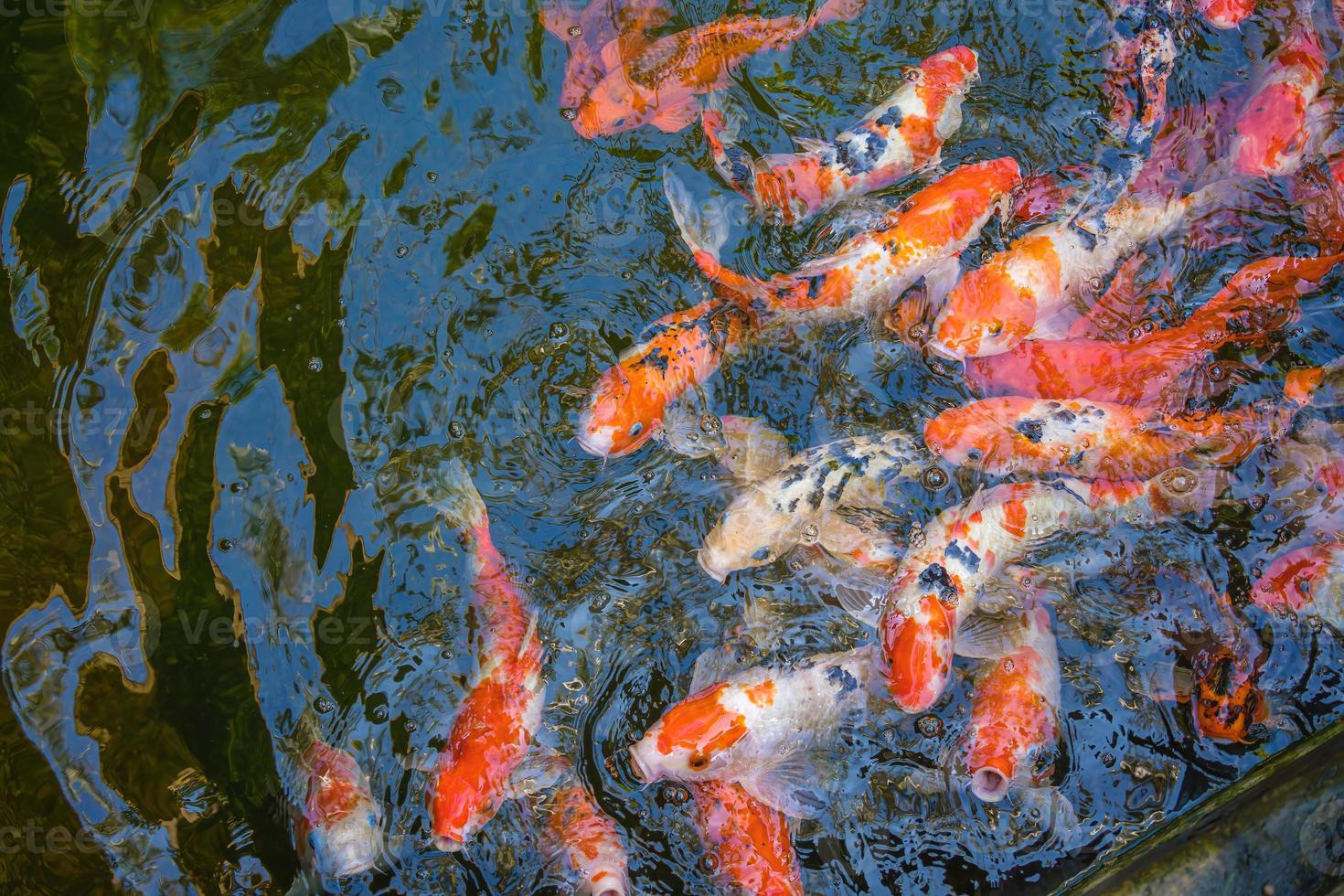 los peces koi nadan en estanques artificiales con un hermoso fondo en el estanque claro. coloridos peces decorativos flotan en un estanque artificial, vista desde arriba foto