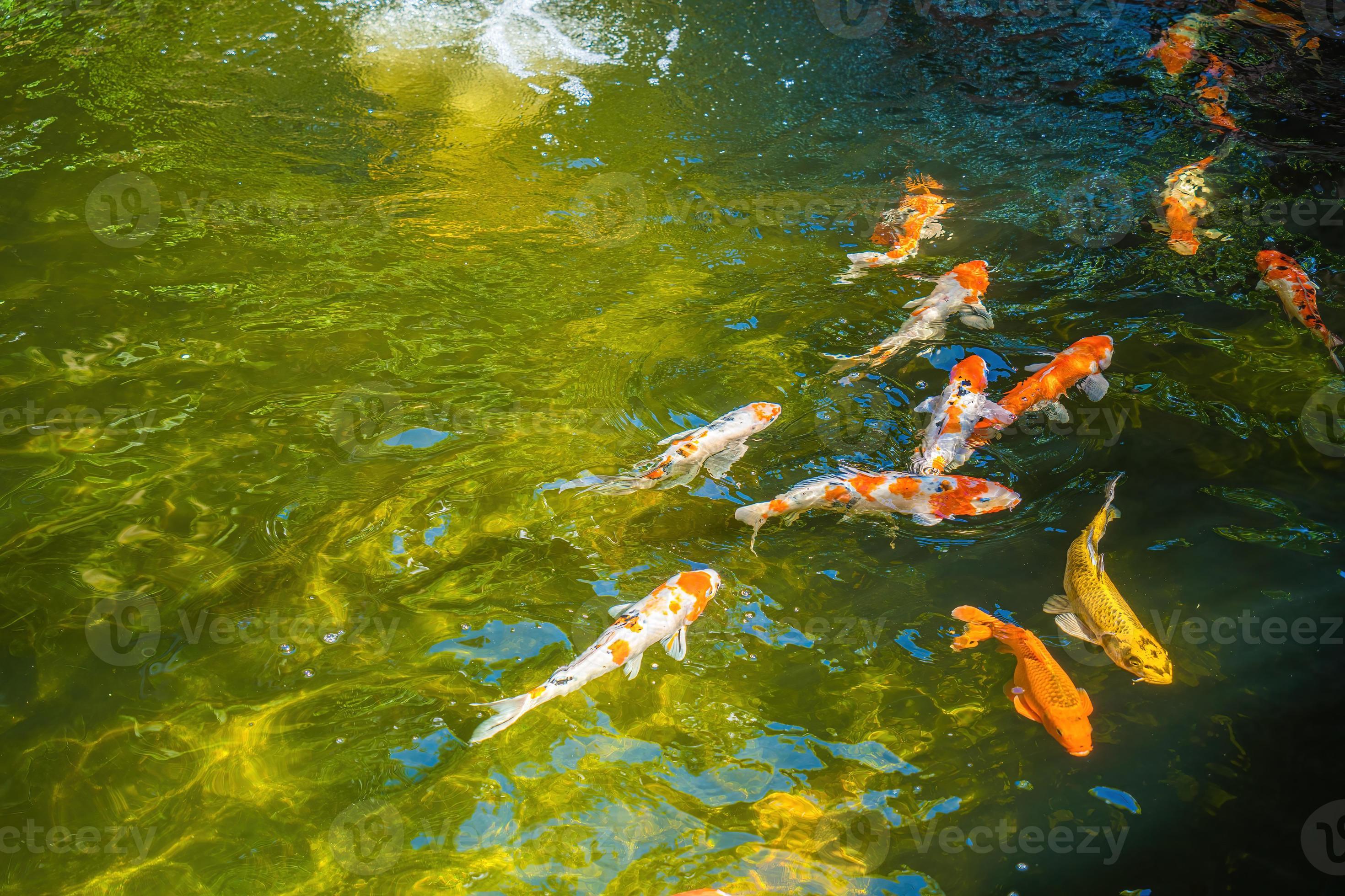 Koi fish swim artificial ponds with a beautiful background in the clear