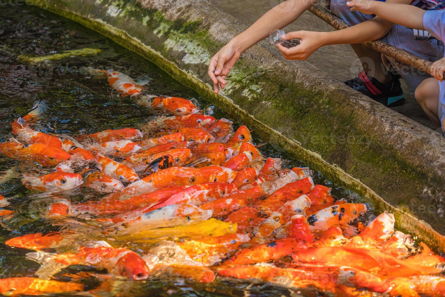 los peces koi nadan en estanques artificiales con un hermoso fondo en el estanque claro. coloridos peces decorativos flotan en un estanque artificial, vista desde arriba foto