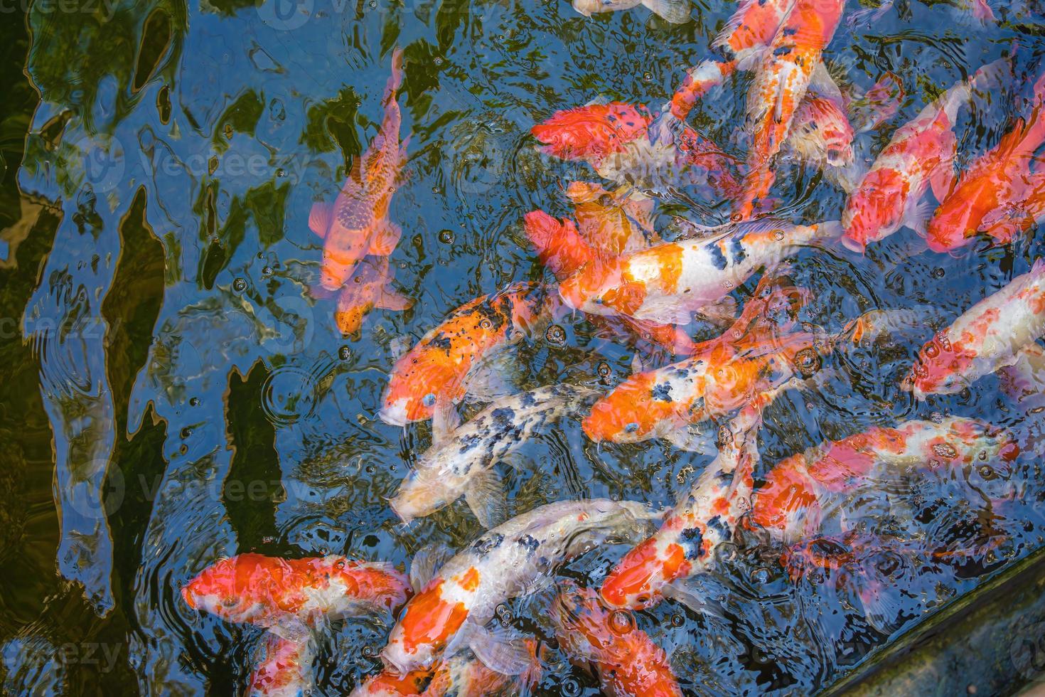 Koi fish swim artificial ponds with a beautiful background in the clear pond. Colorful decorative fish float in an artificial pond, view from above photo