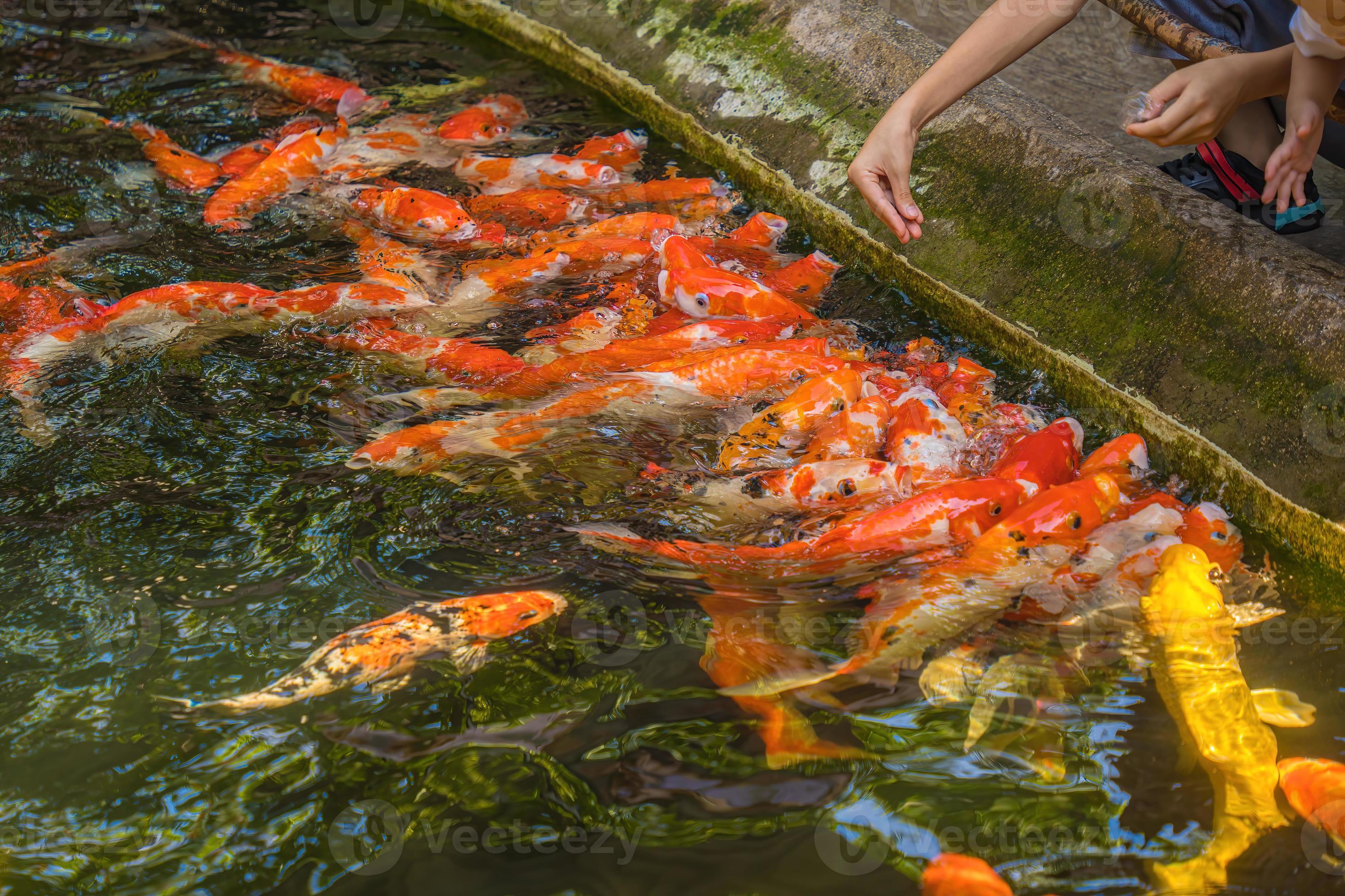 Koi fish swim artificial ponds with a beautiful background in the clear