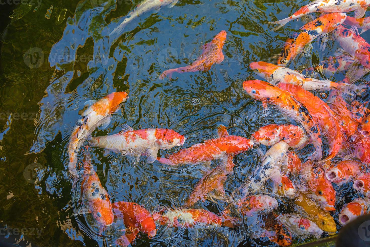 Koi fish swim artificial ponds with a beautiful background in the clear pond. Colorful decorative fish float in an artificial pond, view from above photo