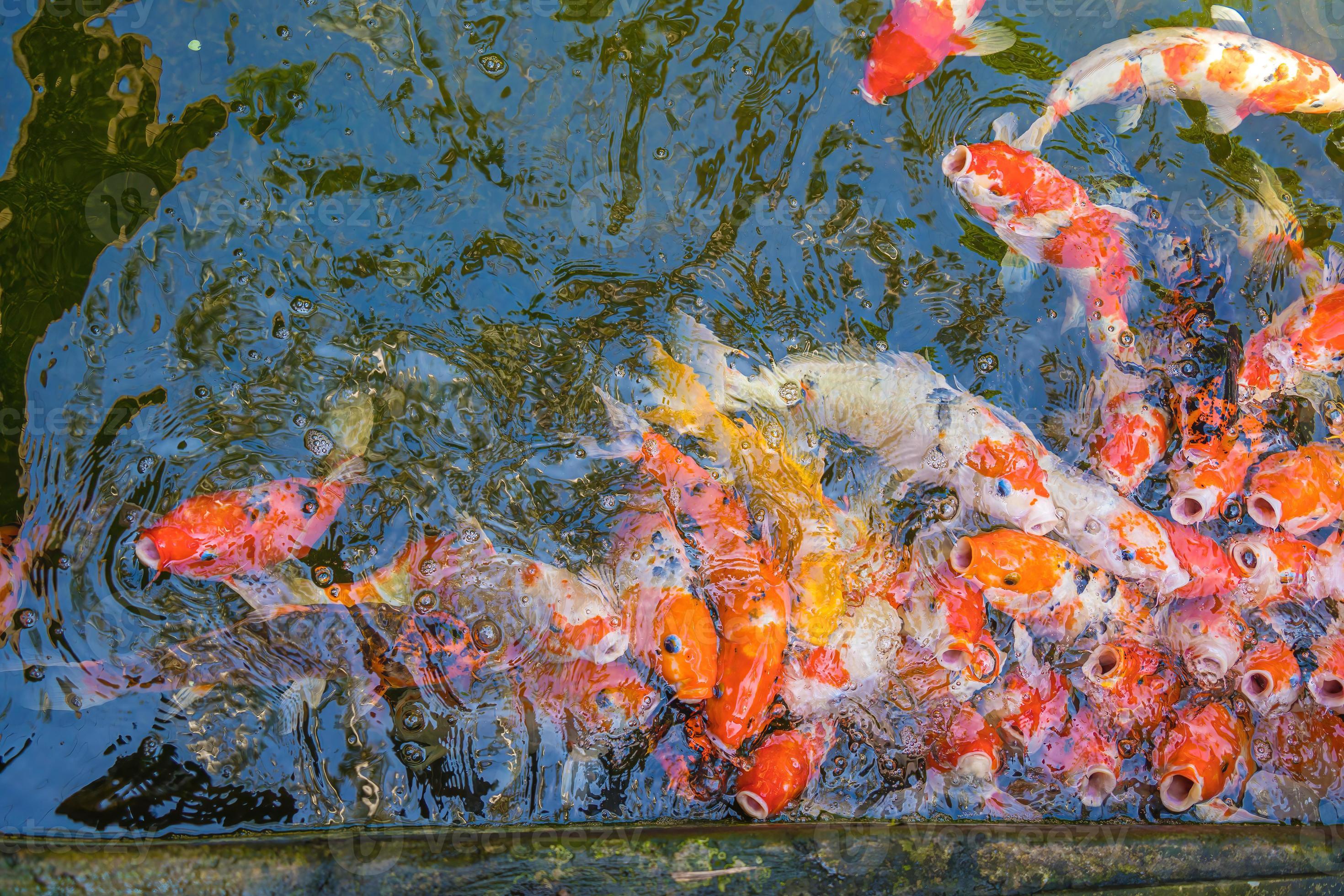 Koi fish swim artificial ponds with a beautiful background in the clear