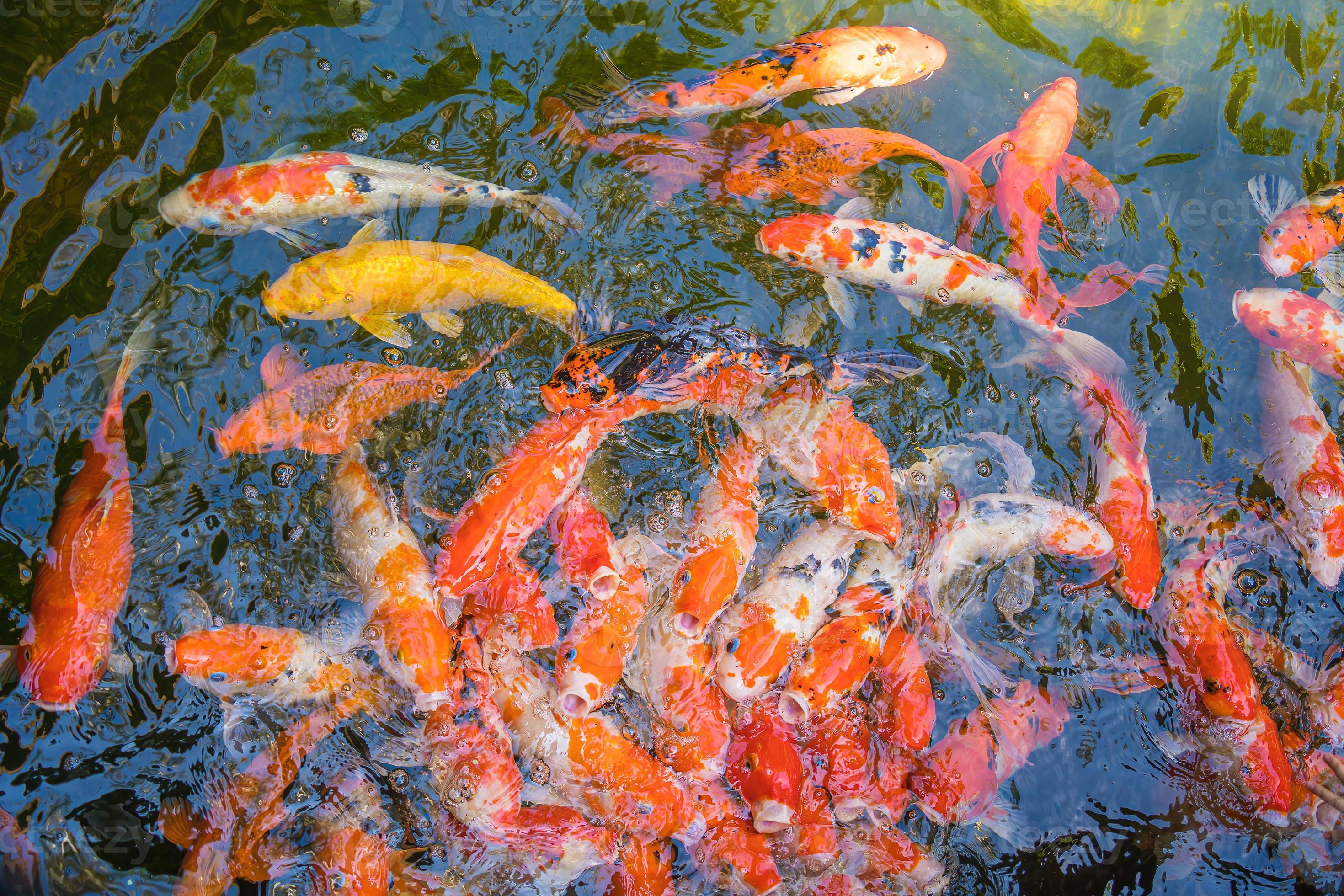 Koi fish swim artificial ponds with a beautiful background in the clear