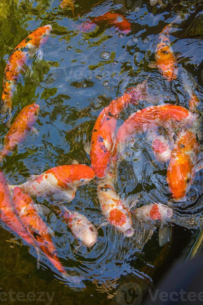 los peces koi nadan en estanques artificiales con un hermoso fondo en el estanque claro. coloridos peces decorativos flotan en un estanque artificial, vista desde arriba foto