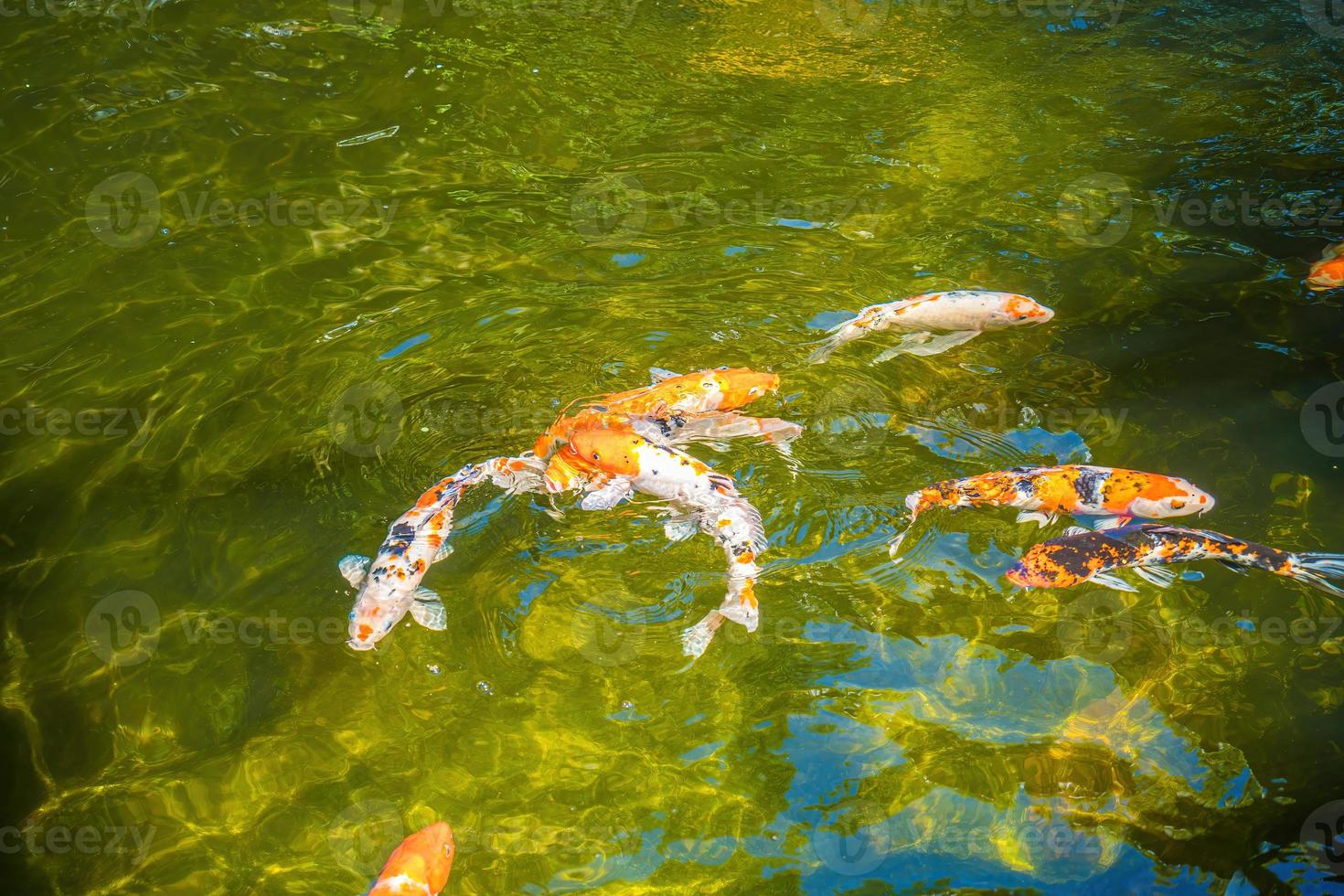 Koi fish swim artificial ponds with a beautiful background in the clear pond. Colorful decorative fish float in an artificial pond, view from above photo