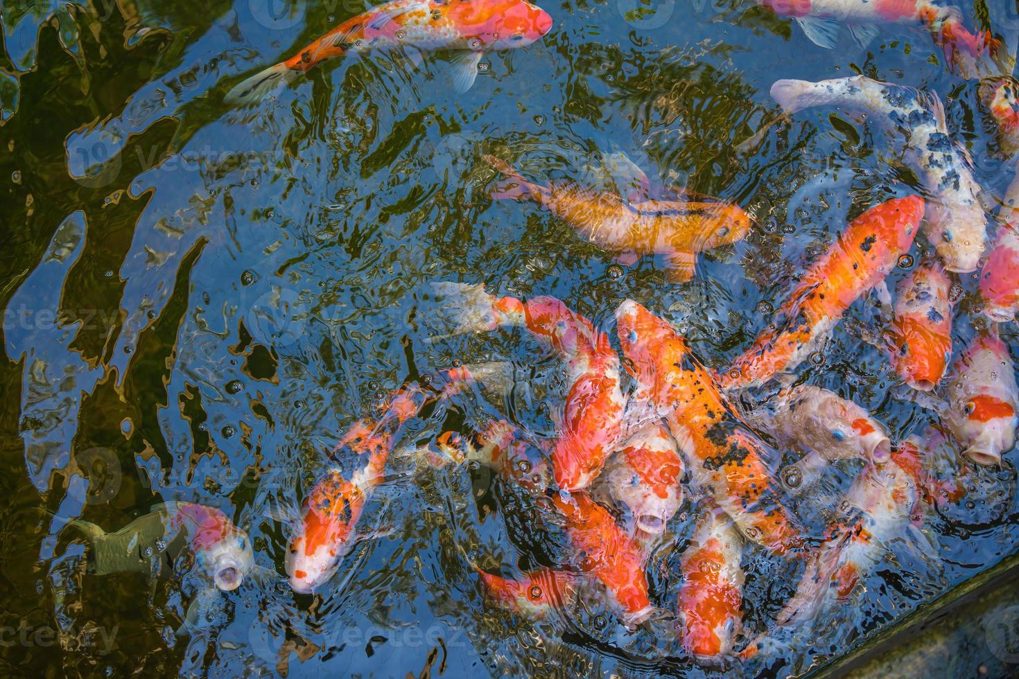 los peces koi nadan en estanques artificiales con un hermoso fondo en el estanque claro. coloridos peces decorativos flotan en un estanque artificial, vista desde arriba foto