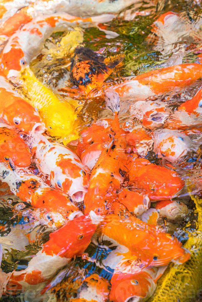 Koi fish swim artificial ponds with a beautiful background in the clear pond. Colorful decorative fish float in an artificial pond, view from above photo