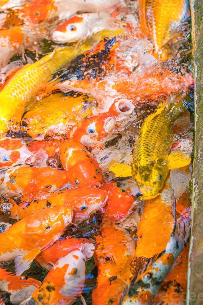 los peces koi nadan en estanques artificiales con un hermoso fondo en el estanque claro. coloridos peces decorativos flotan en un estanque artificial, vista desde arriba foto