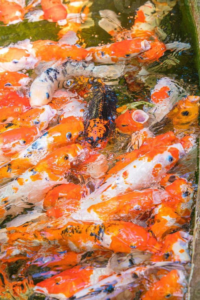 Koi fish swim artificial ponds with a beautiful background in the clear pond. Colorful decorative fish float in an artificial pond, view from above photo