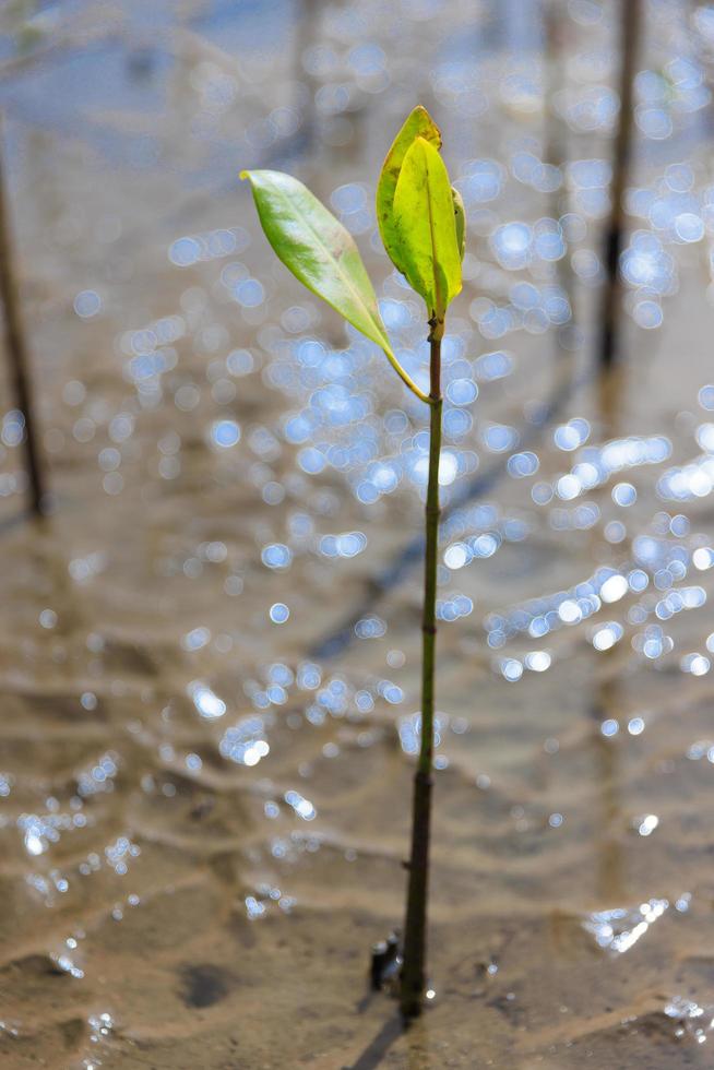 A young mangrove growing in the mud in a tropical mangrove forest reforestation project photo
