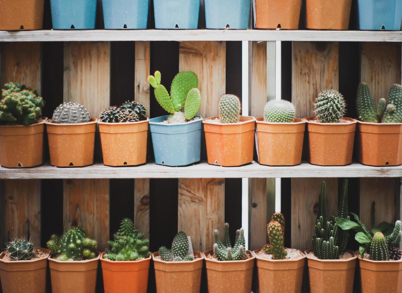 Various species of Cactus in flowerpot on shelf with vintage style process. photo