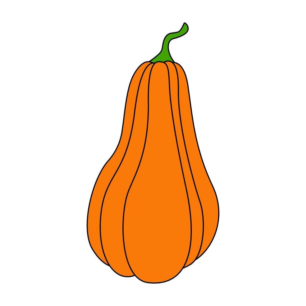 calabaza con un contorno negro. ilustración vectorial de una calabaza dibujada a mano sobre un fondo blanco. un elemento para el diseño decorativo de otoño, una invitación para halloween.icono de calabaza fondo blanco vector