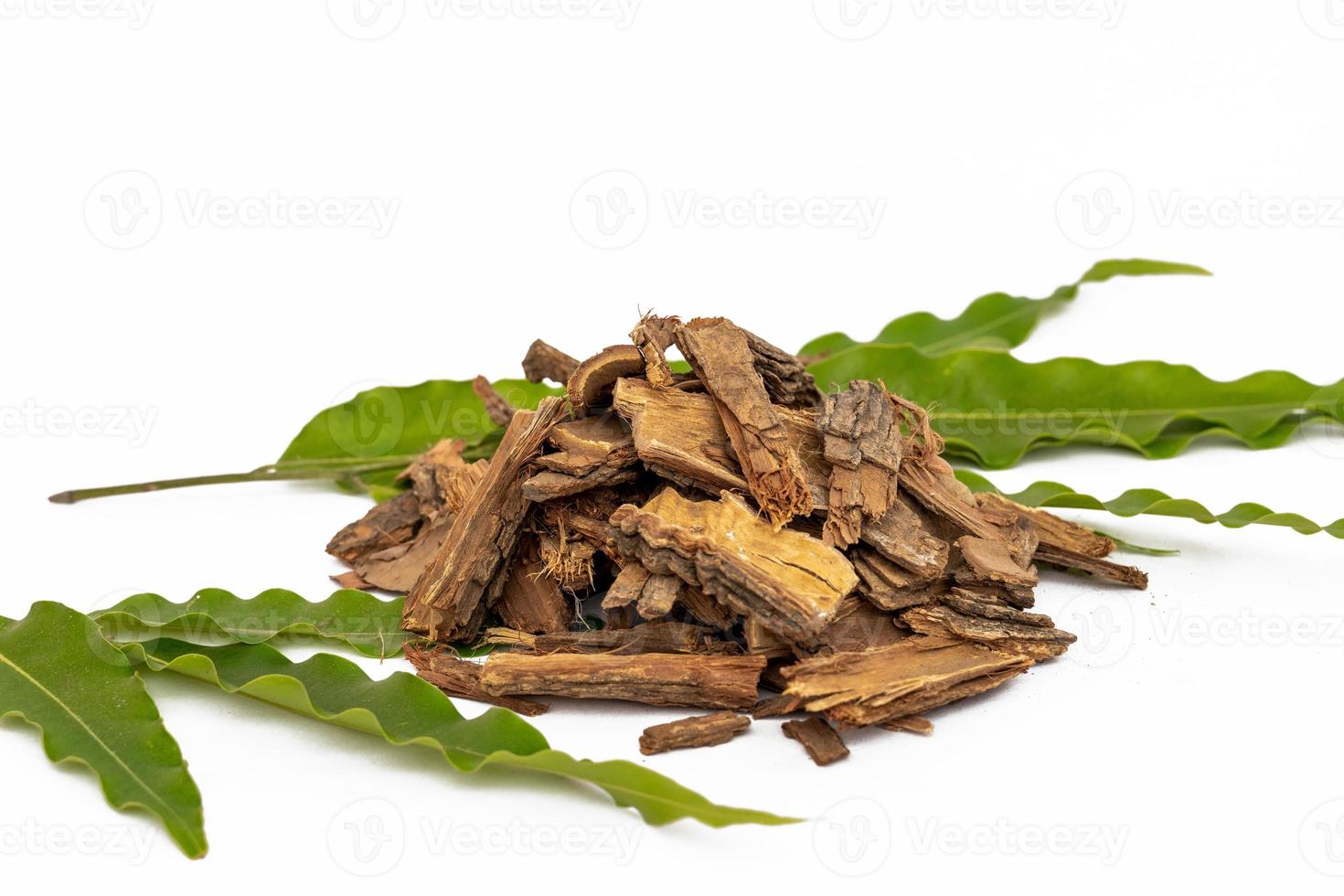 Ayurvedic oganic saraca indica or saraca asoca or ashok chaal with leaves photo
