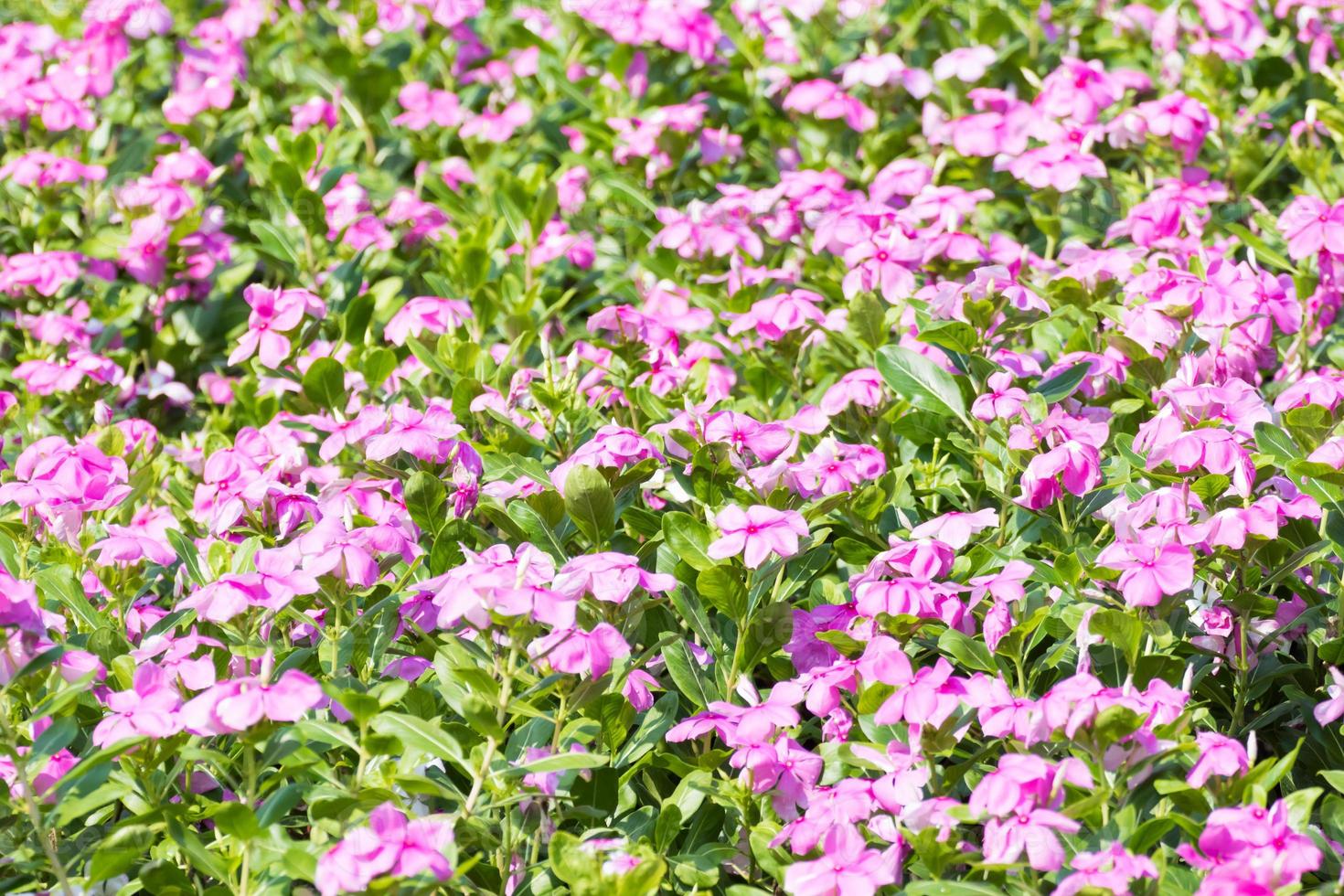 West indian periwinkle in garden photo