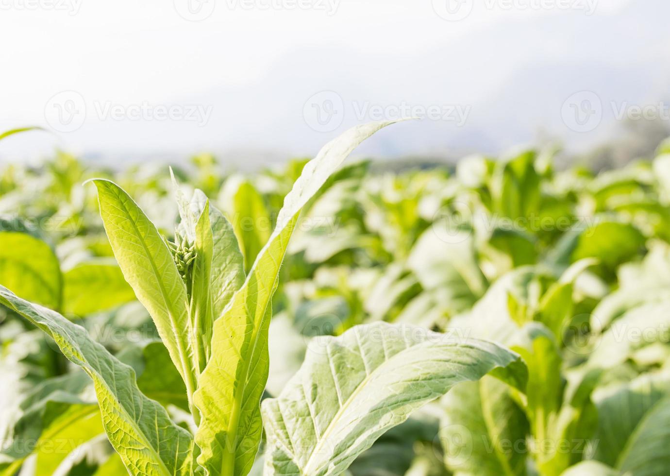 Nicotiana tabacum  herbaceous plant photo