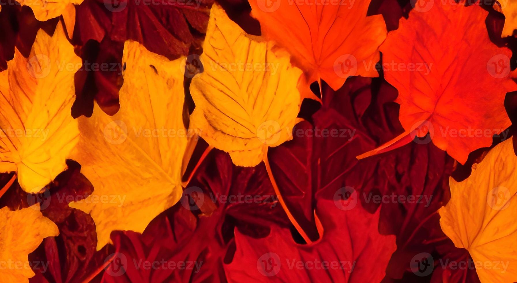 Colorful autumn leaves. a lot of maple autumn leaves on the ground. photo