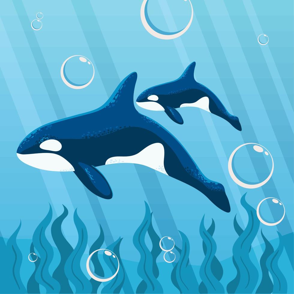 orca whales undersea vector