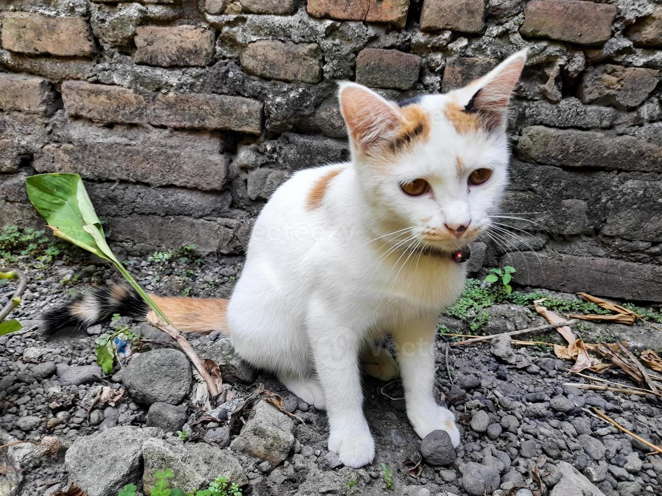 This white female cat is striped or commonly called a calico cat, the fur is very soft, the calico cat has many myths or beliefs in society. photo