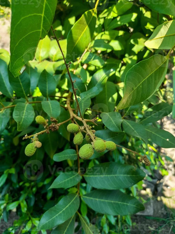 This longan fruit tree has thick fresh green leaves, it seems that the prospective longan fruit seeds are green and round in shape. Longan leaves and fruit also have many benefits for human health photo