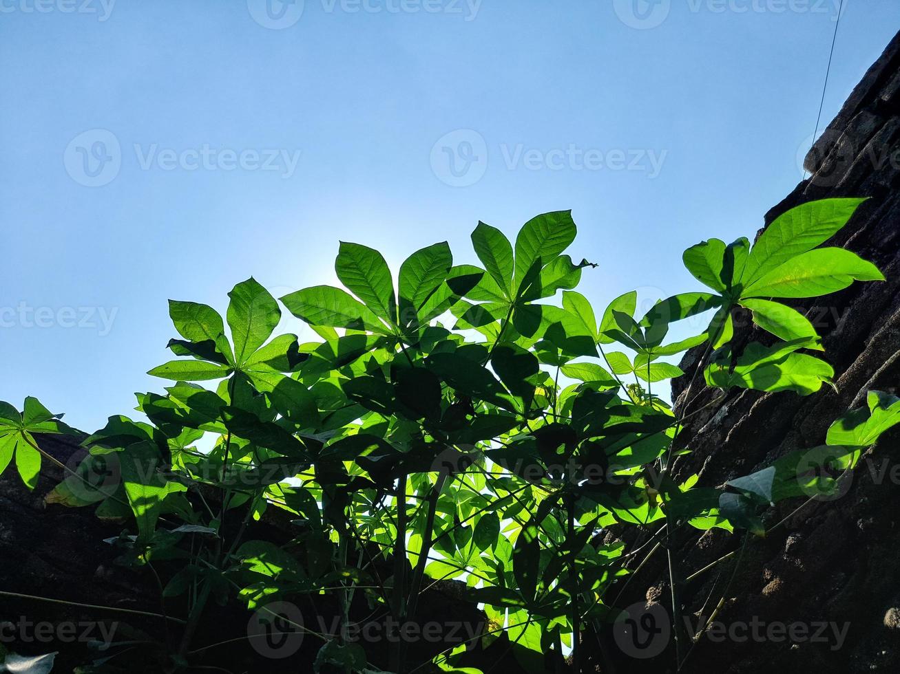 Fresh green cassava leaves are rich in benefits and can be processed into various dishes photo