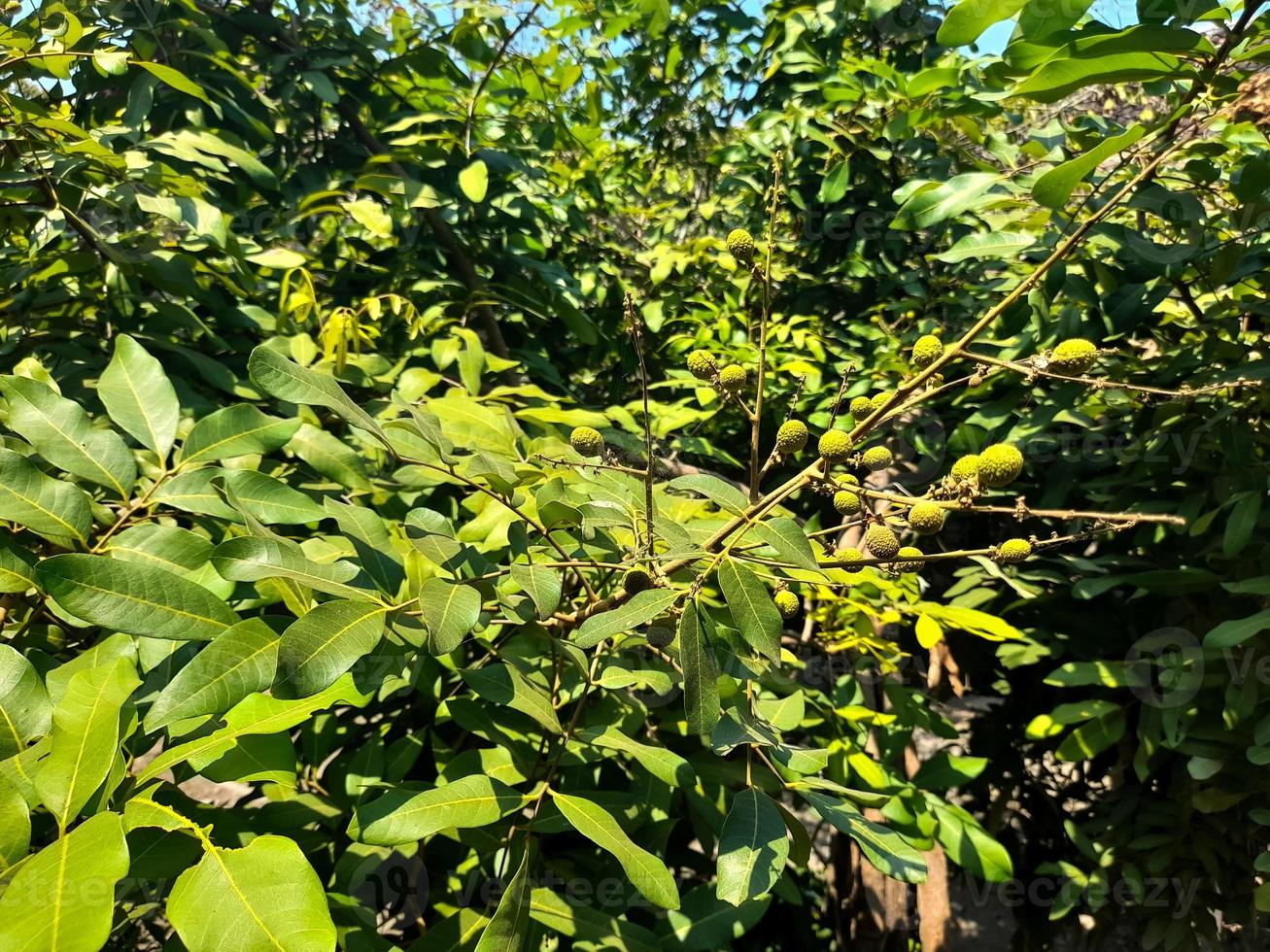 This longan fruit tree has thick fresh green leaves, it seems that the prospective longan fruit seeds are green and round in shape. Longan leaves and fruit also have many benefits for human health photo