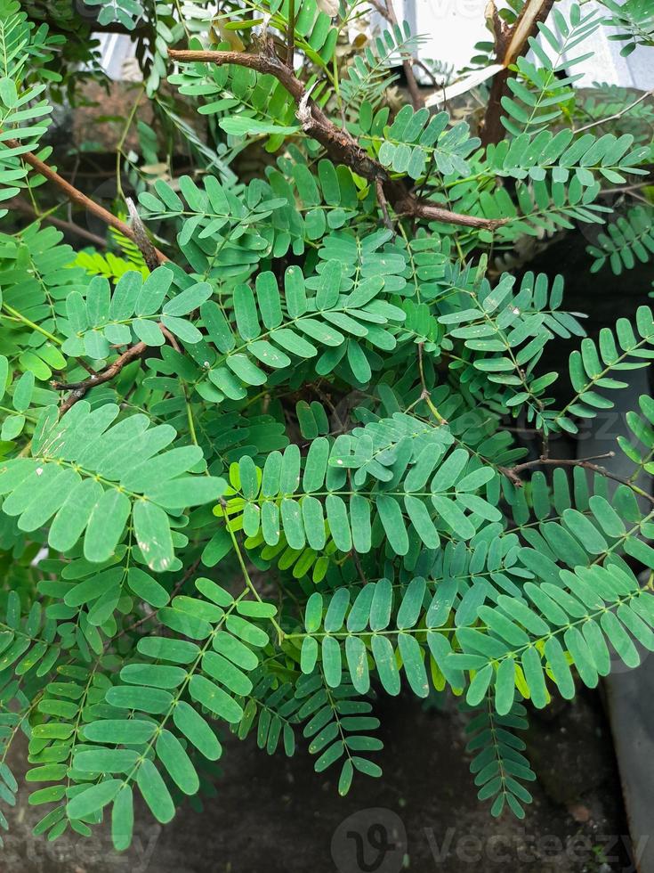 Fresh green tamarind leaves have many health benefits and can be processed into fresh drinks such as sinom or herbal photo