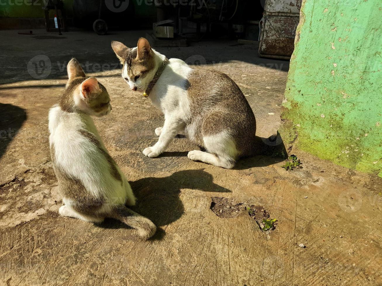 una gata madre doméstica está jugando con uno de sus cachorros bajo el cálido sol de la mañana foto