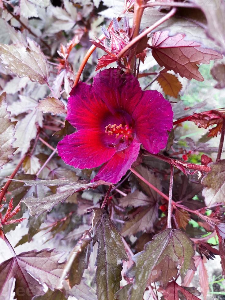 Hibiscus acetosella or red-leafed cranberry hibiscus flower is a plant whose leaves can be used as tea and are used as herbal medicine. photo