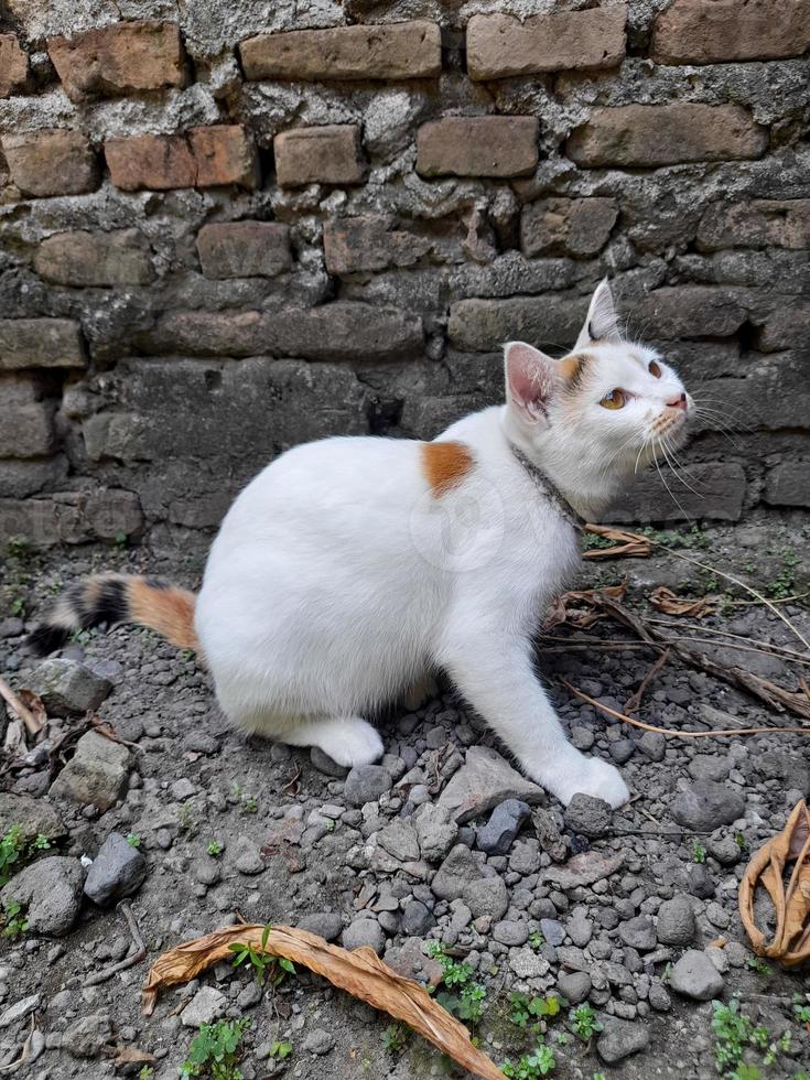 This white female cat is striped or commonly called a calico cat, the fur is very soft, the calico cat has many myths or beliefs in society. photo