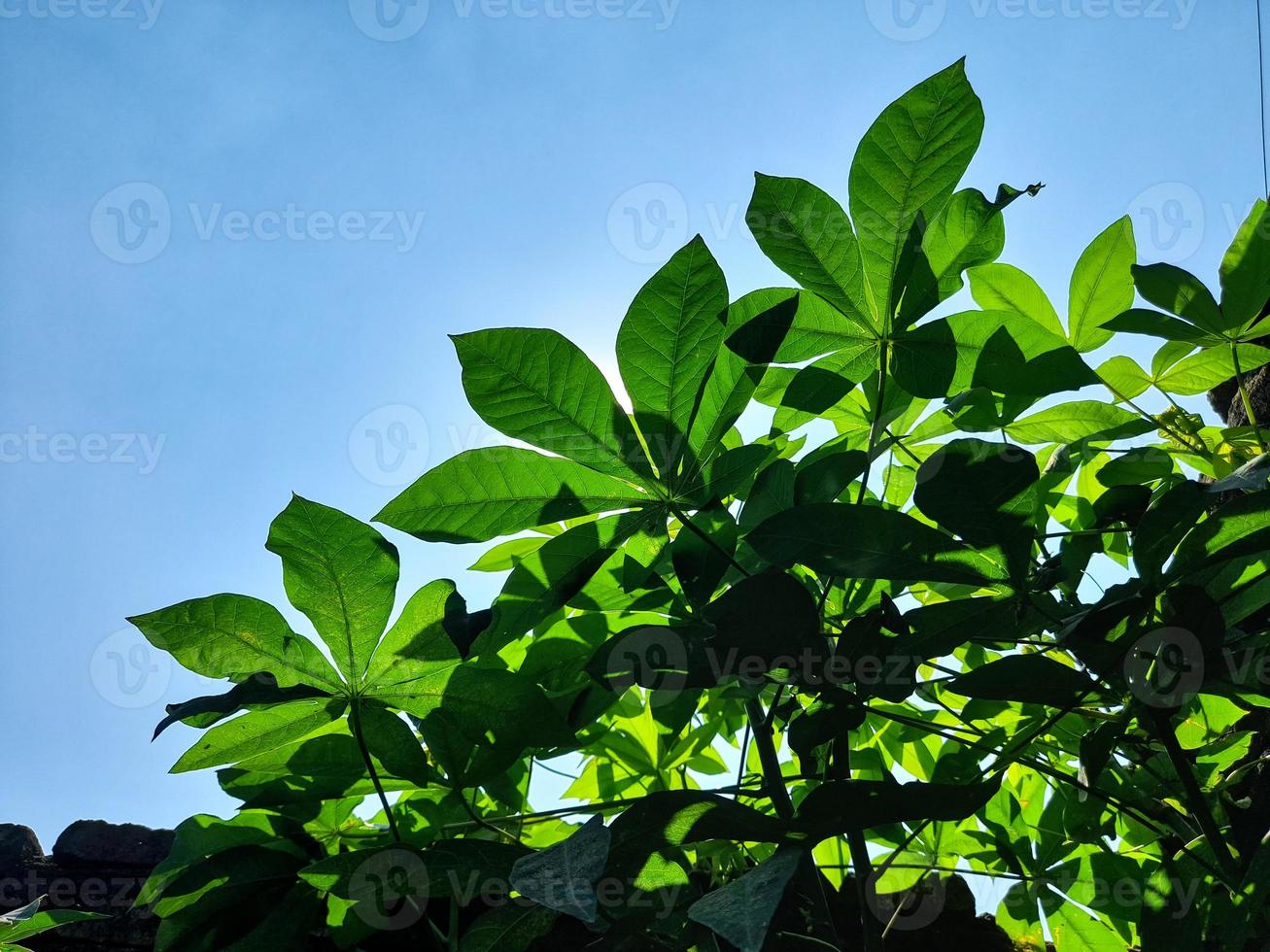 Fresh green cassava leaves are rich in benefits and can be processed into various dishes photo