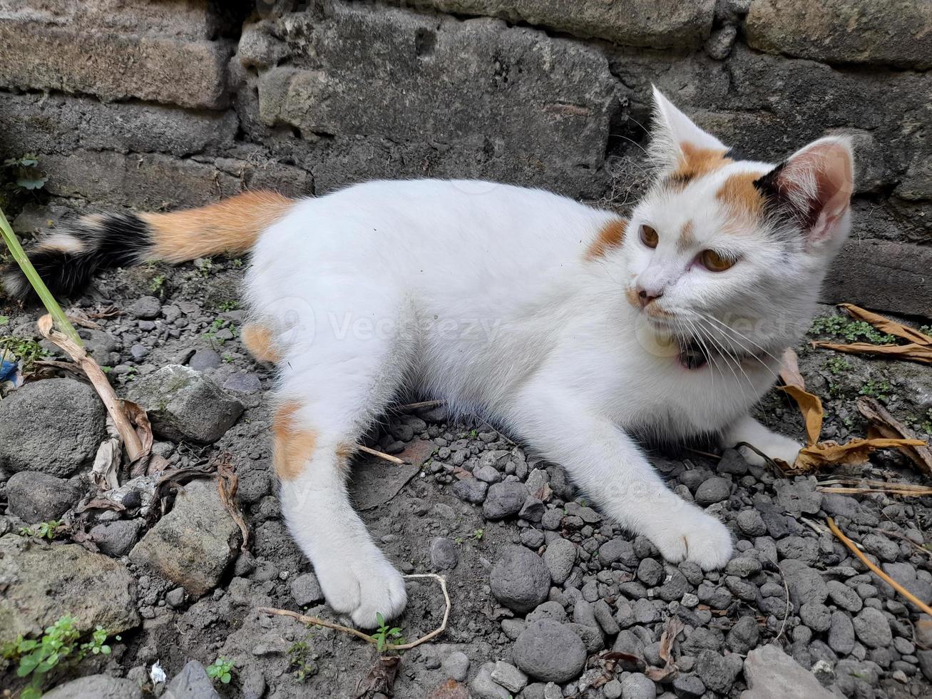 This white female cat is striped or commonly called a calico cat, the fur is very soft, the calico cat has many myths or beliefs in society. photo