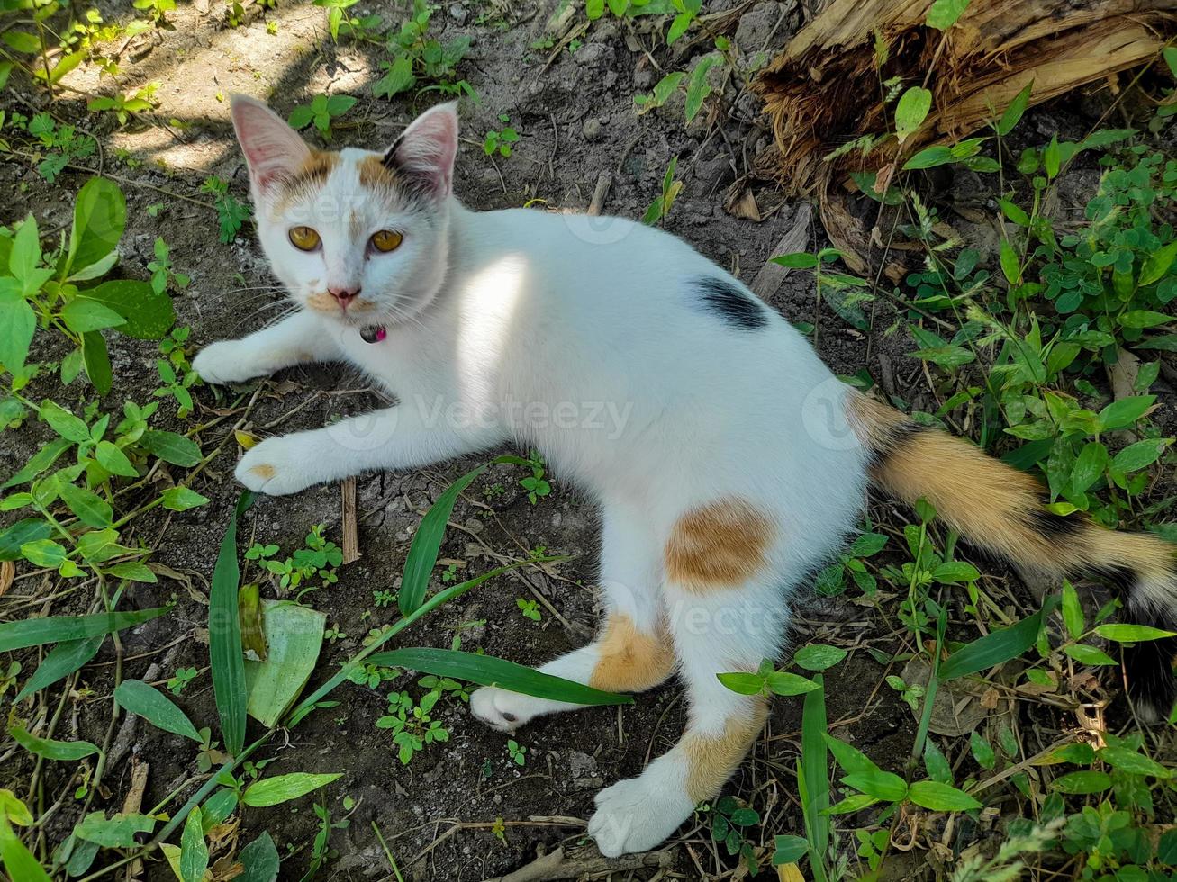 This white female cat is striped or commonly called a calico cat, the fur is very soft, the calico cat has many myths or beliefs in society. photo